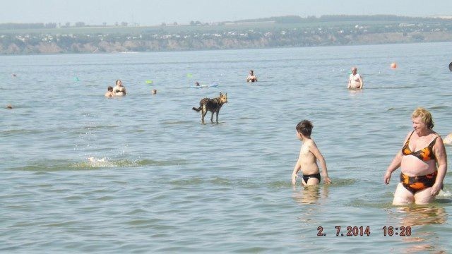 640x360, 82 Kb / море, пёс, мальчик