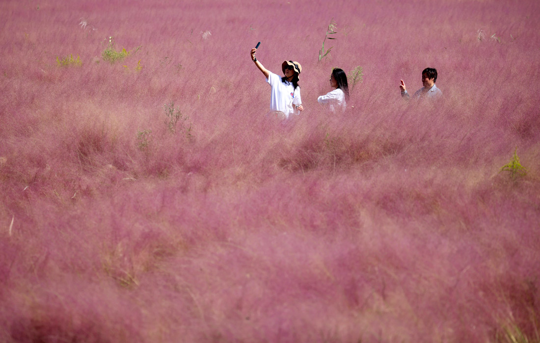 1100x700, 167 Kb / розовая трава, Корея, люди