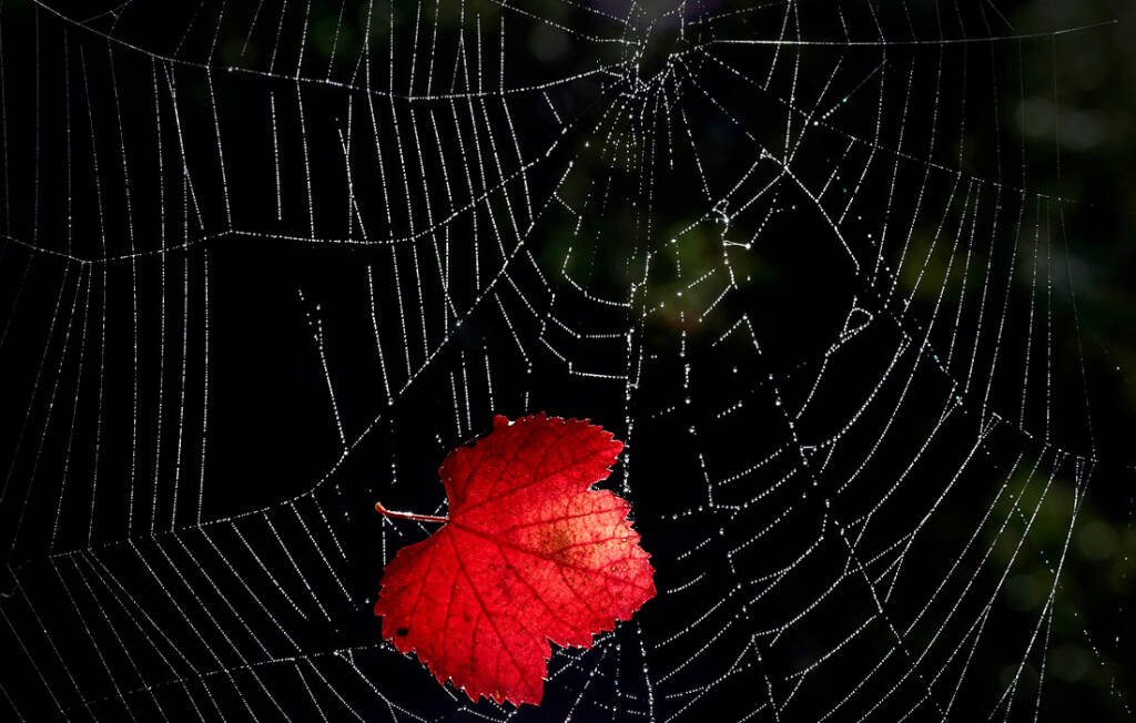 1024x652, 95 Kb / паутина, капли, роса, лист