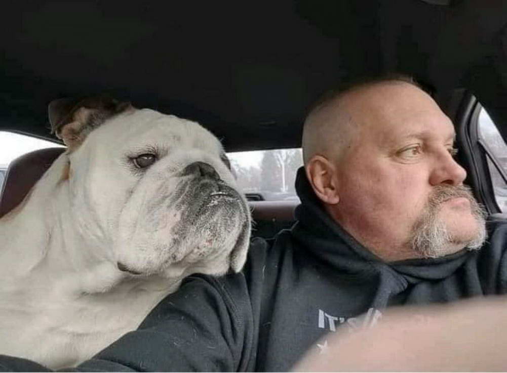 1001x737, 57 Kb / собака, пес, автомобиль, машина, усы, взгляд