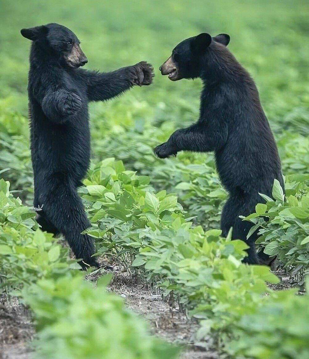 1001x1163, 177 Kb / медведь, медвежонок, поле, растения