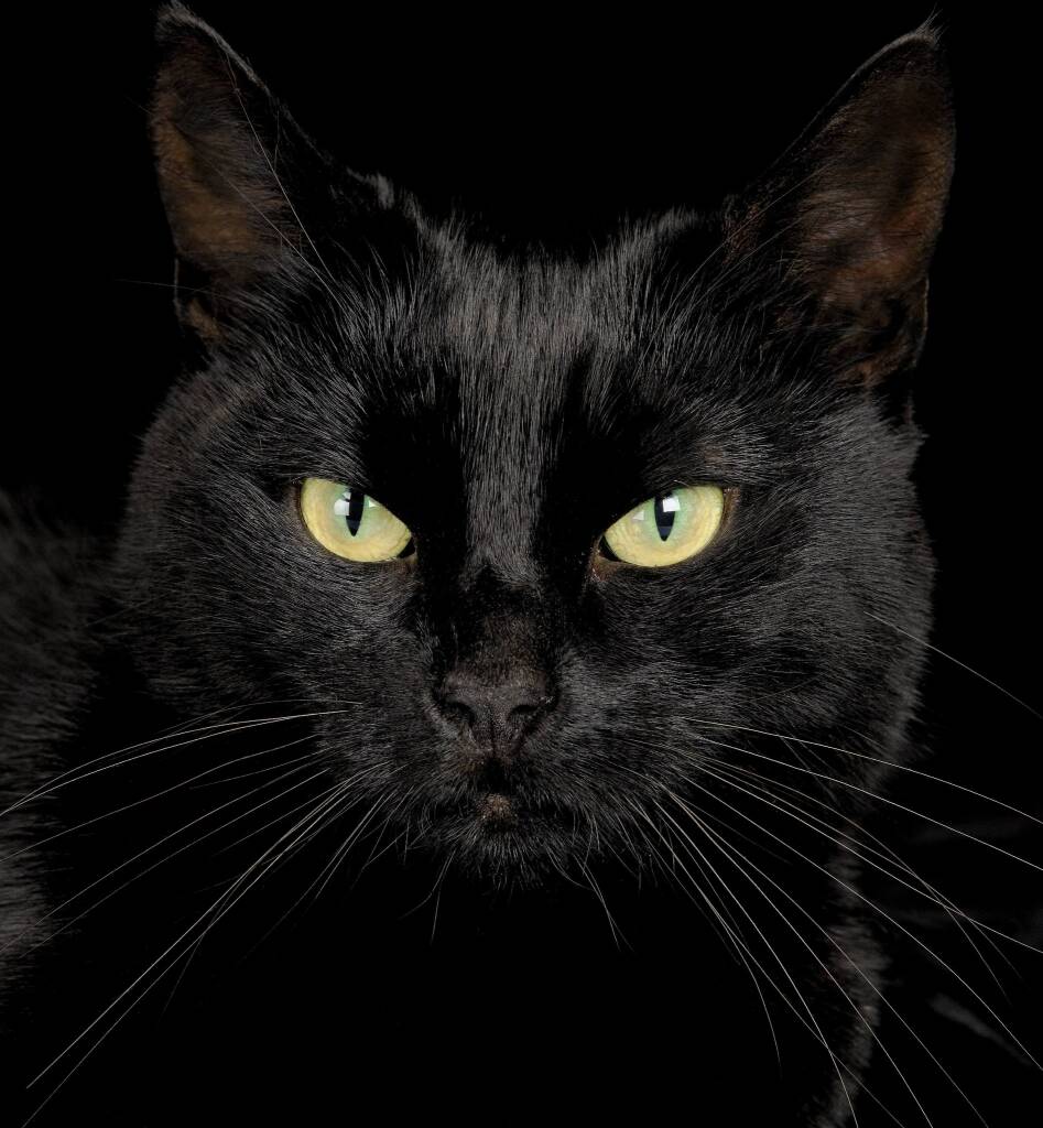 947x1024, 101 Kb / черный, кот