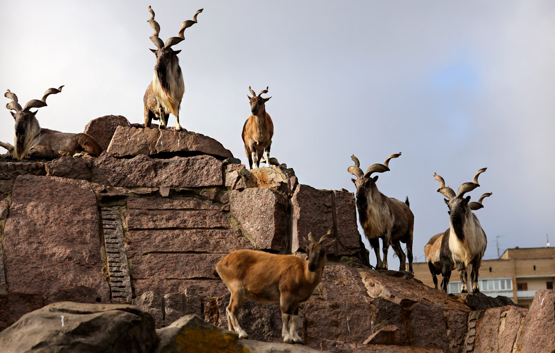 1100x700, 219 Kb / козлы, камни