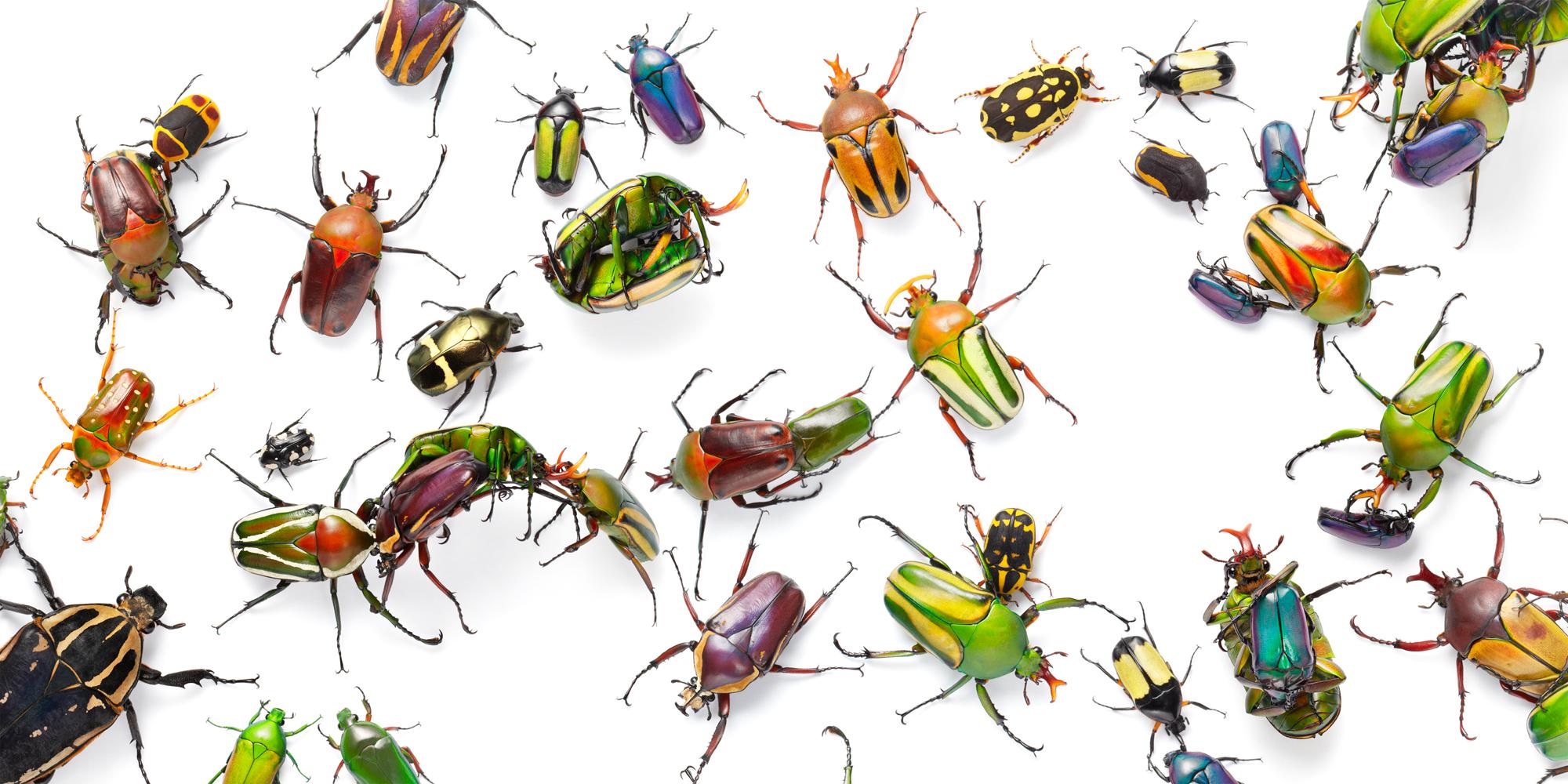 2000x1000, 252 Kb / жуки, насекомые