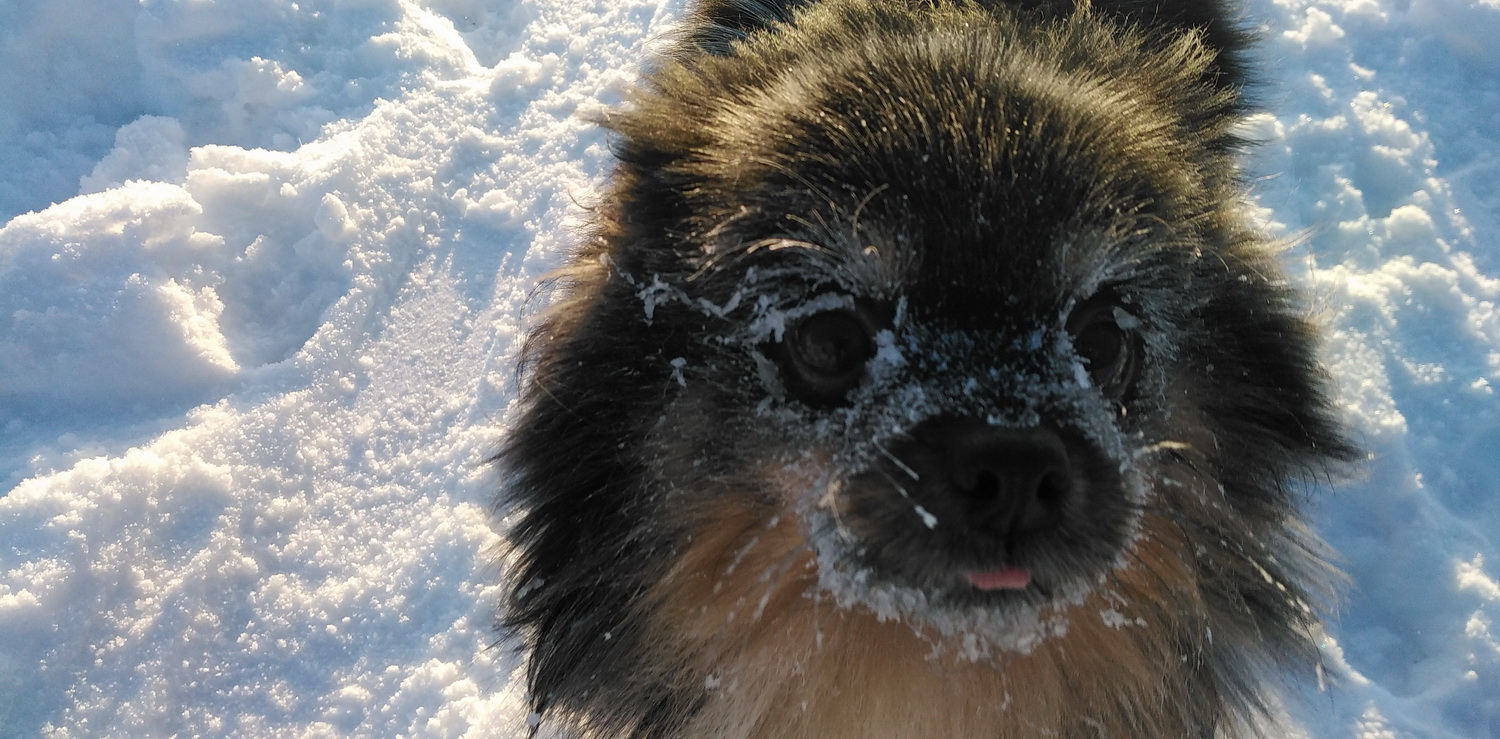 1500x739, 412 Kb / Шпиц, мороз, минус, 25, снег, иней, пес, собака