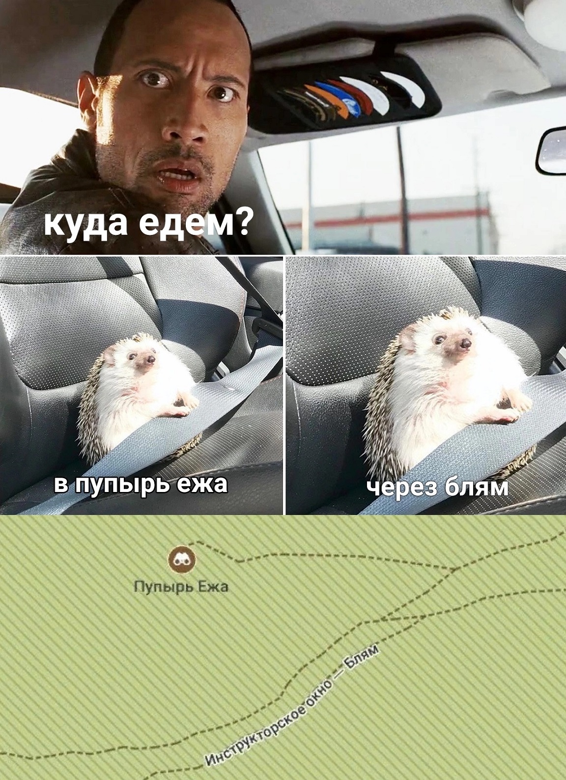 1152x1587, 624 Kb / пупырь ежа, блям, поездка, ежик