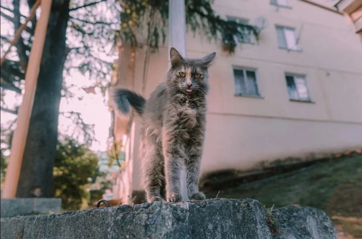 1200x793, 103 Kb / Кот, язык, столб