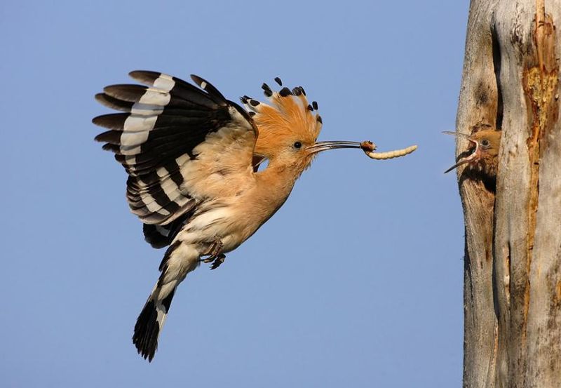 800x553, 49 Kb / удод, птенец