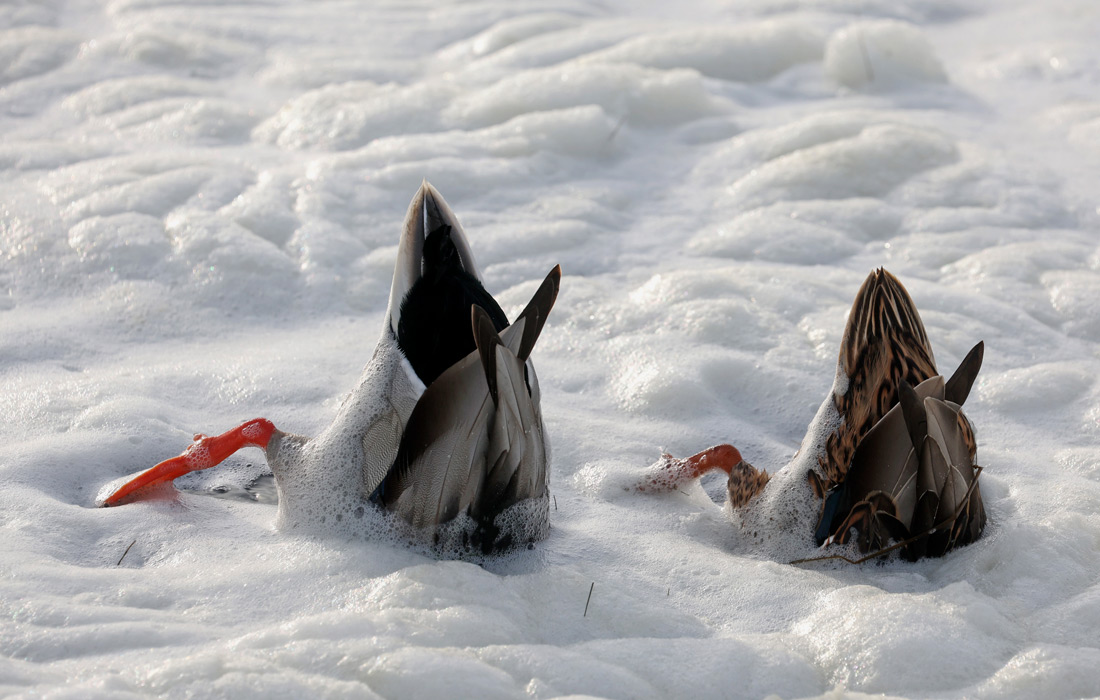 1100x700, 191 Kb / утки, пена, хвосты