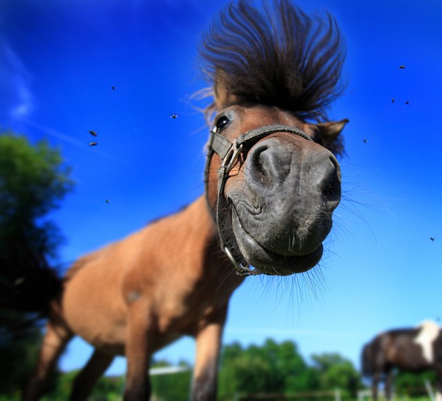 640x582, 46 Kb / лошадь, ракурс