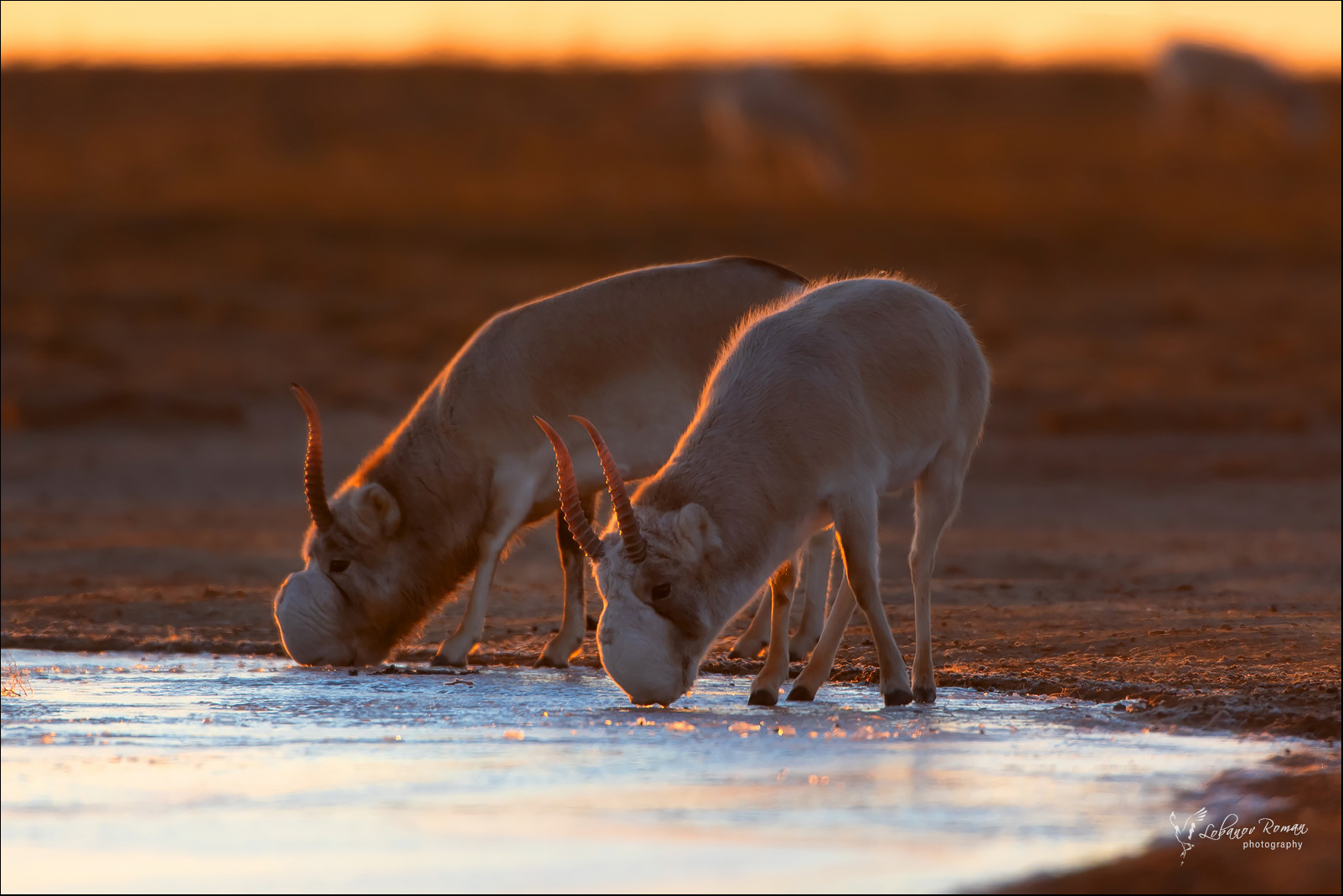 1603x1070, 529 Kb / животное, антилопа, сайгак, пустыня, водопой