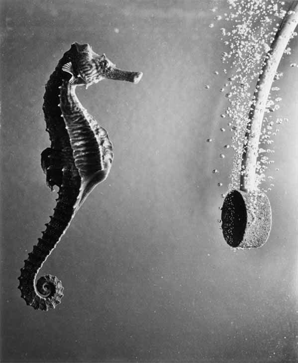 599x729, 38 Kb / морской конёк, компрессор, вода, пузыри, ч/б