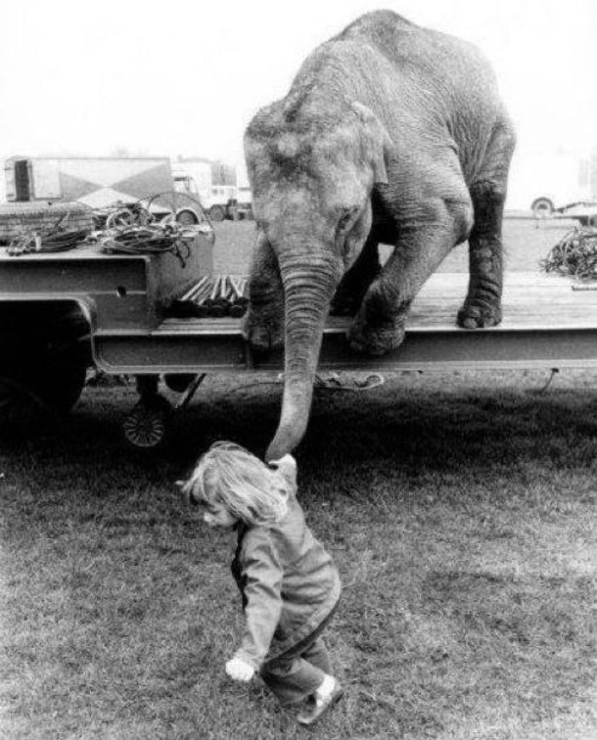 871x1080, 246 Kb / слон, хобот, ч/б, прицеп, ребенок