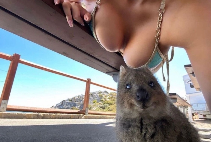 811x546, 131 Kb / квокка, сиськи, лавка, гора