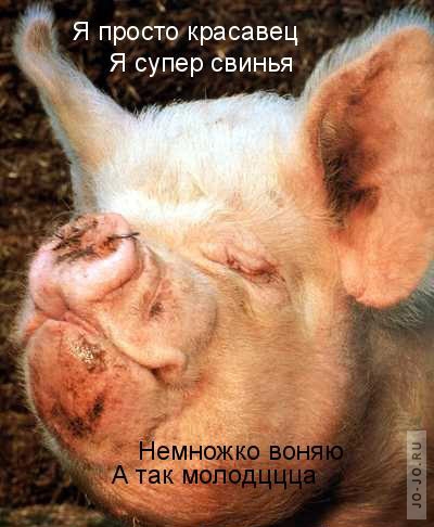 400x486, 106 Kb / свинья