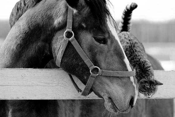 598x400, 125 Kb / конь, кот, ч/б