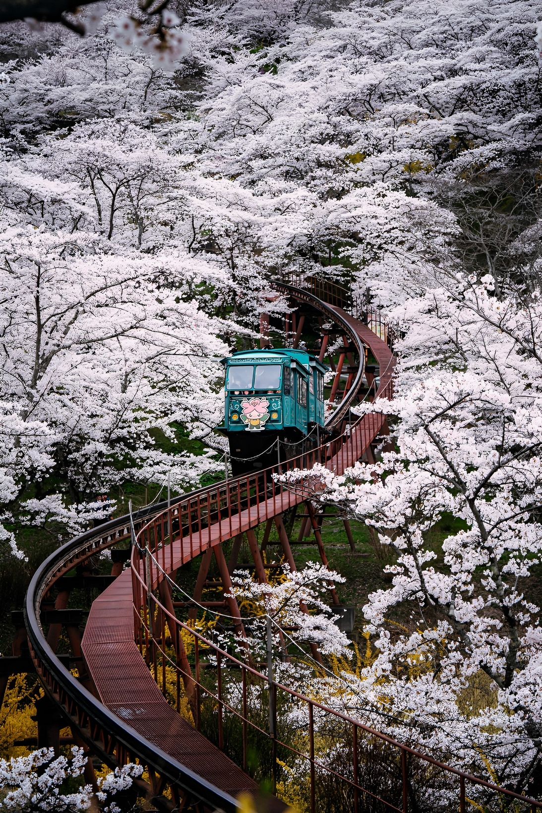 1093x1639, 634 Kb / Япония, сакура, вагон, поезд, трамвай, монорельс, цветы, парк