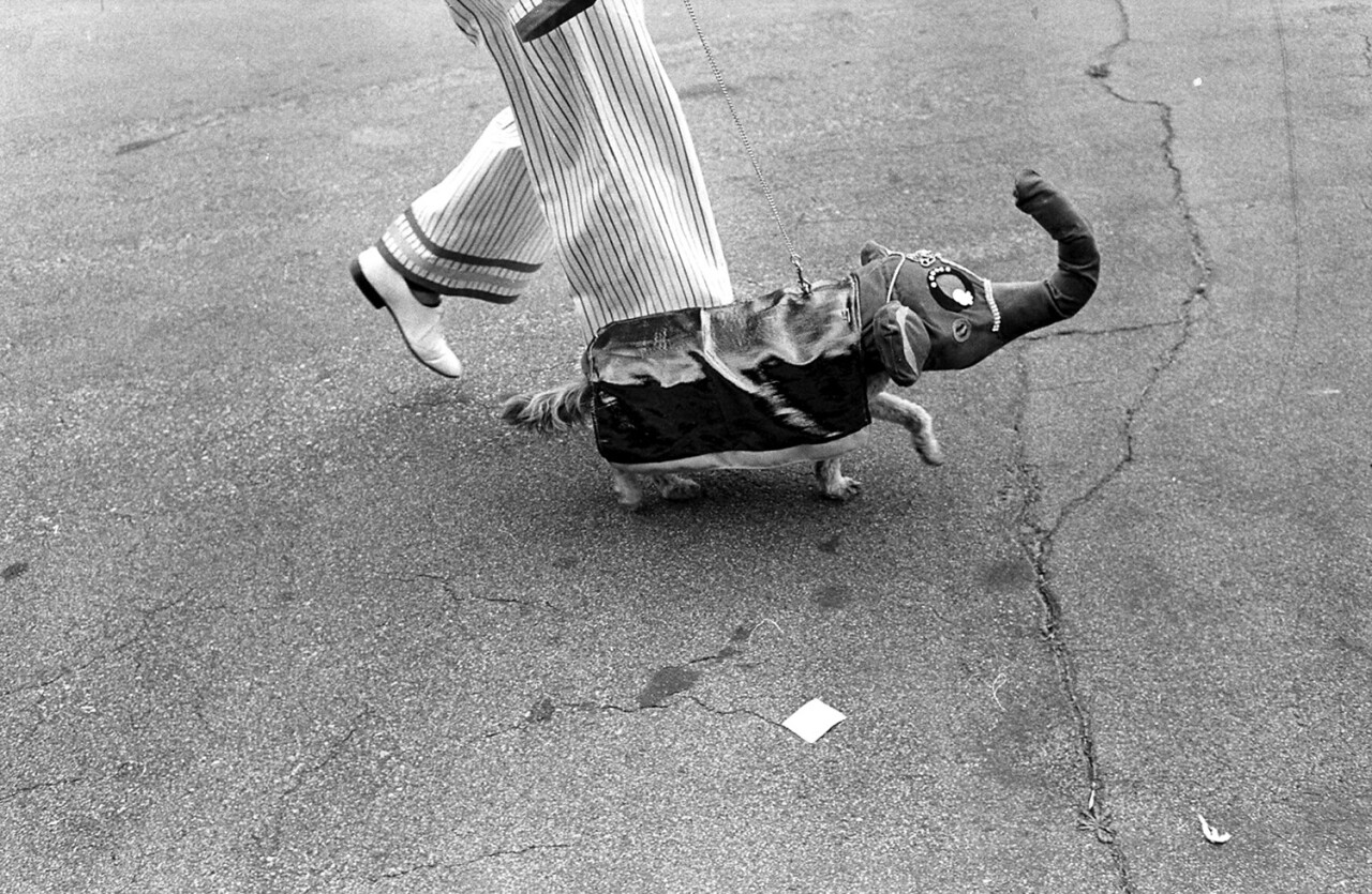 1280x835, 396 Kb / собака, слон, ч/б, туфли