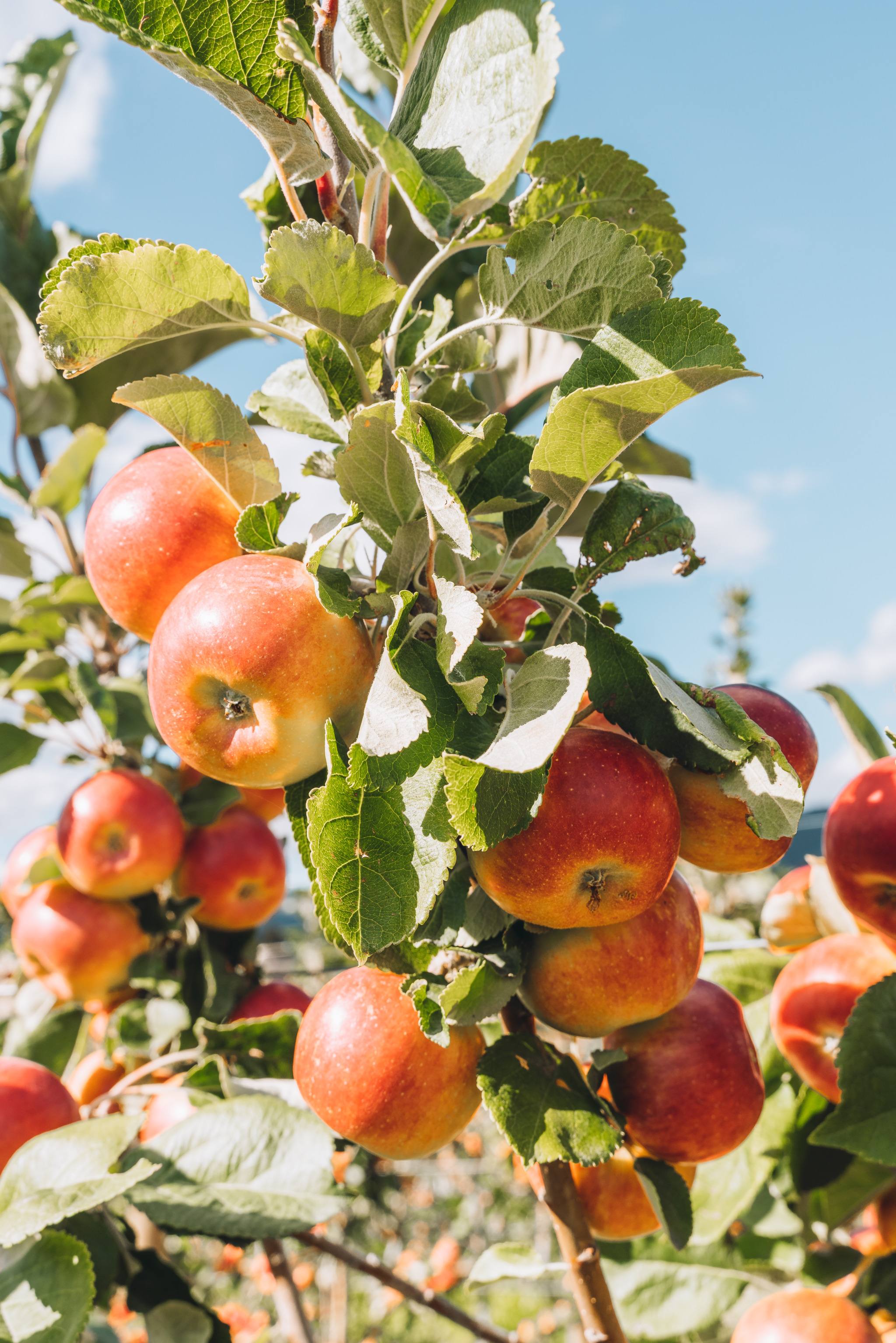 2048x3070, 600 Kb / Яблоки, дерево, яблоня