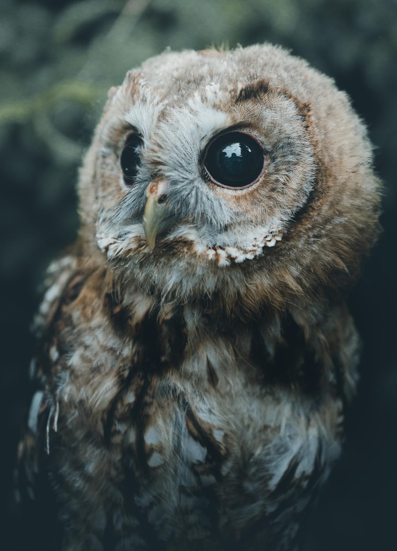 1296x1800, 257 Kb / Сова, глаза