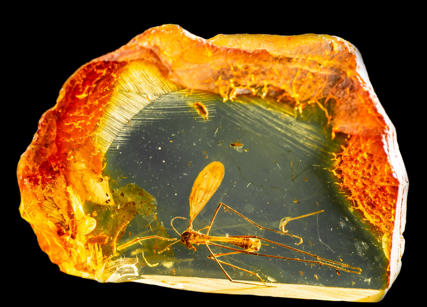 1680x1208, 415 Kb / янтарь, насекомые, инклюз