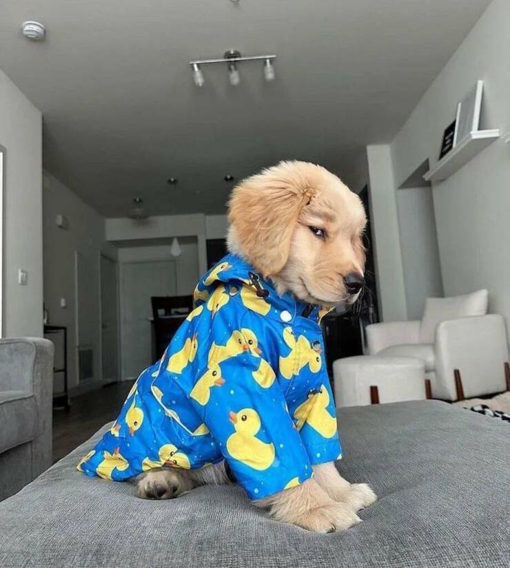 740x825, 67 Kb / щенок, диван, куртка, утята