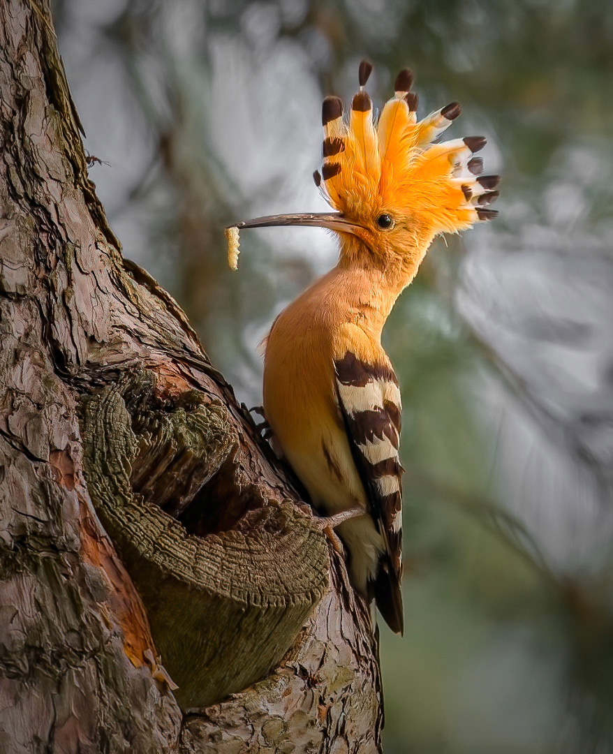 878x1080, 352 Kb / удод, птица, гусеница, сучок, дупло