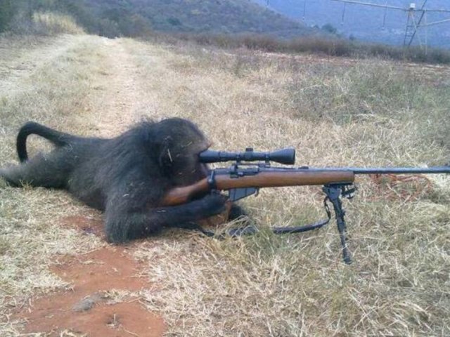 640x480, 77 Kb / Обезьяна, ружьё, винтовка