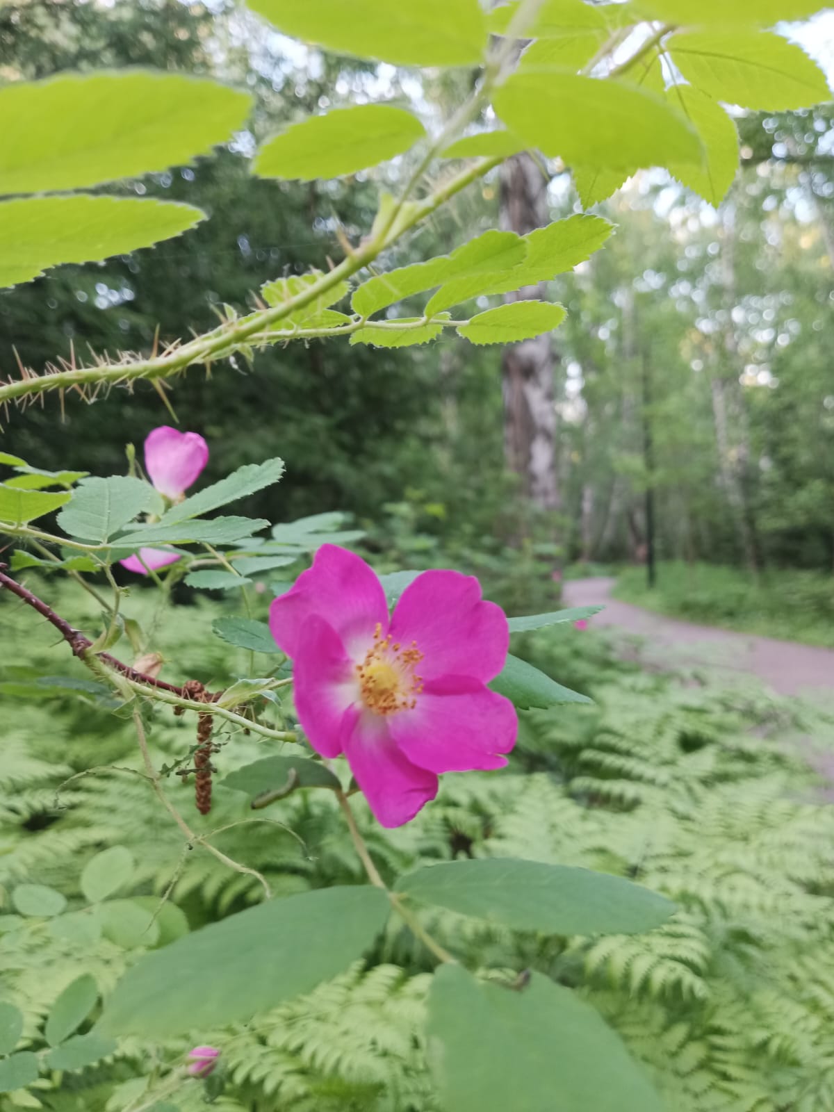 1200x1600, 161 Kb / цветок, шипы, шиповник, папоротник, парк, Гремячая Грива, тропинка, деревья, боке