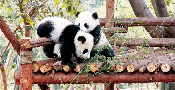 598x308, 84 Kb / панда, детёныш