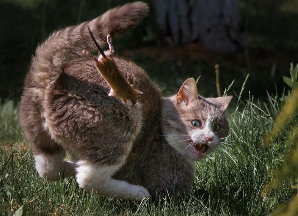 1002x725, 112 Kb / кот, кошка, мышь, мышка, прыжок, взгляд