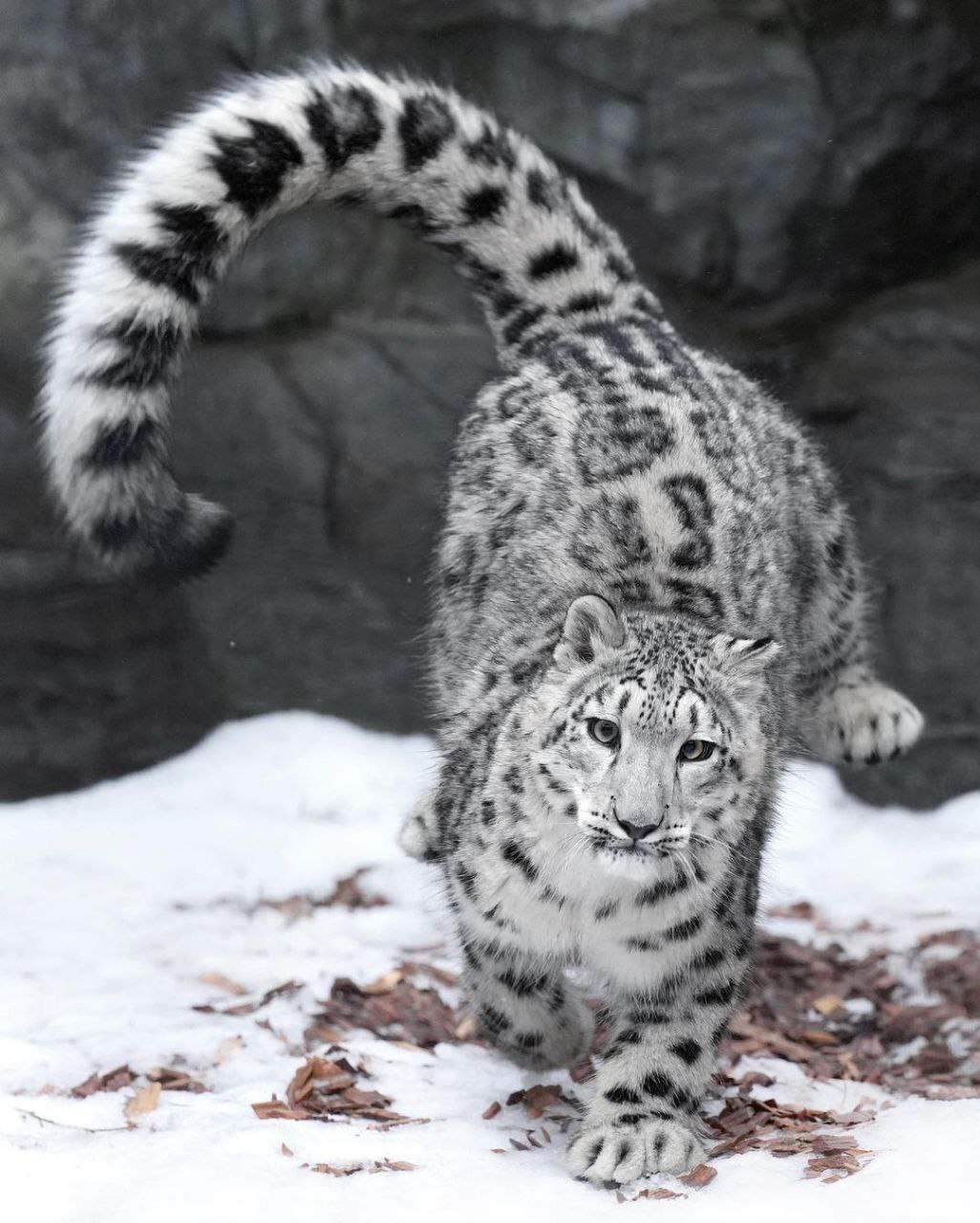 1026x1280, 191 Kb / снежный барс, ирбис