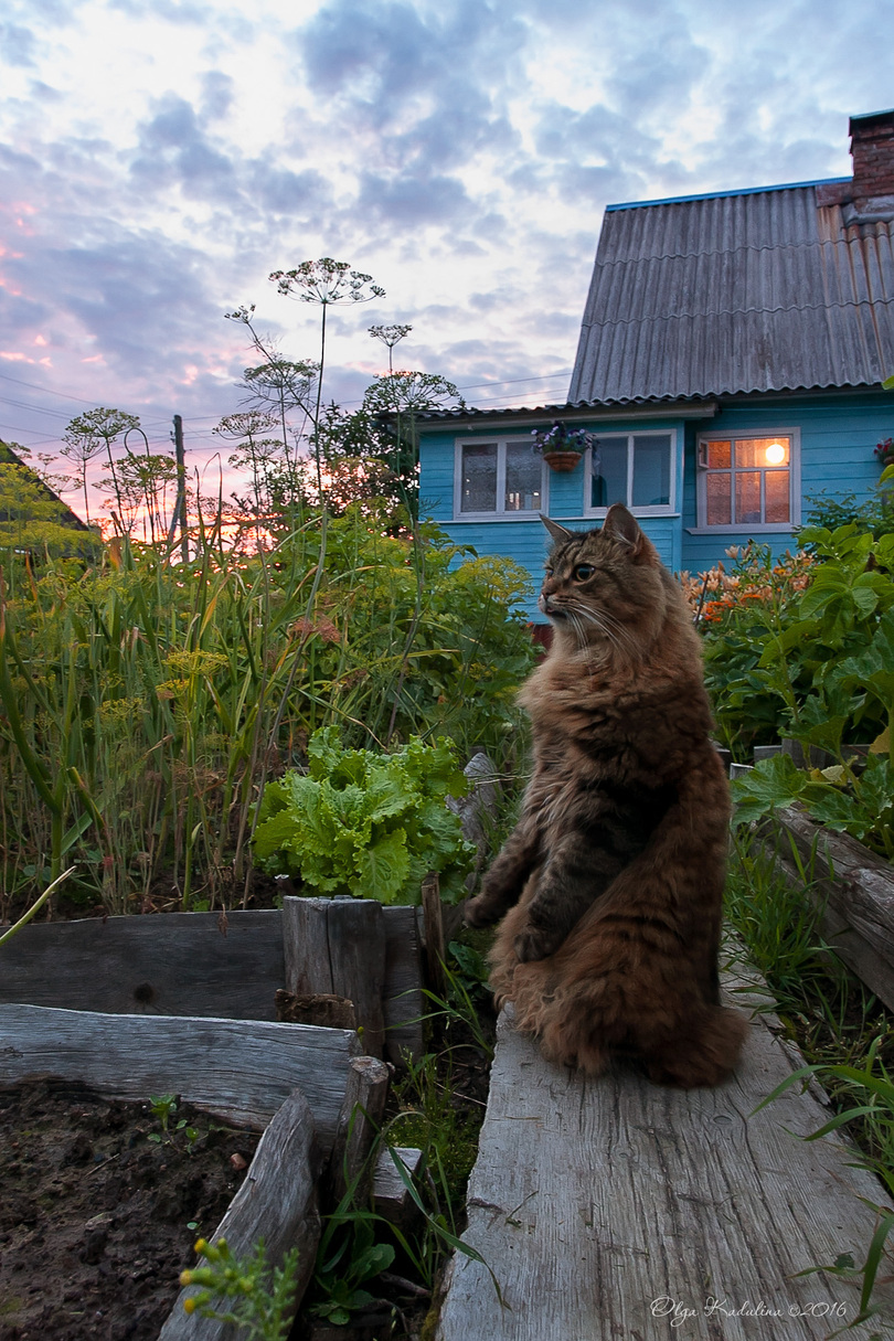 810x1215, 491 Kb / кот, кошка, стойка, укроп, салат, грядки, дом