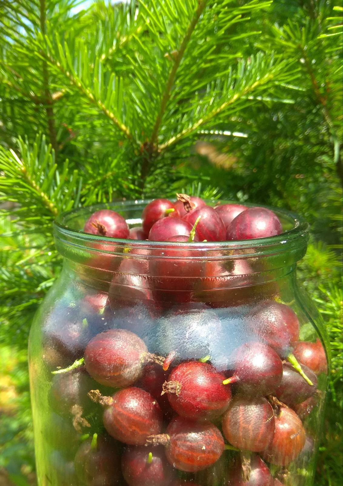 1132x1601, 249 Kb / хвоя, банка, крыжовник