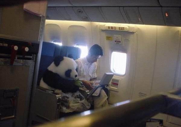 600x422, 31 Kb / небо, самолет, панда