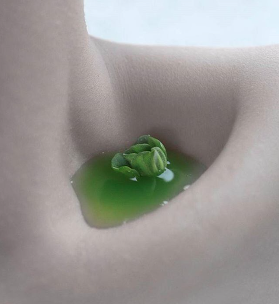 549x599, 294 Kb / ключица, ямка, вода, лист, растение