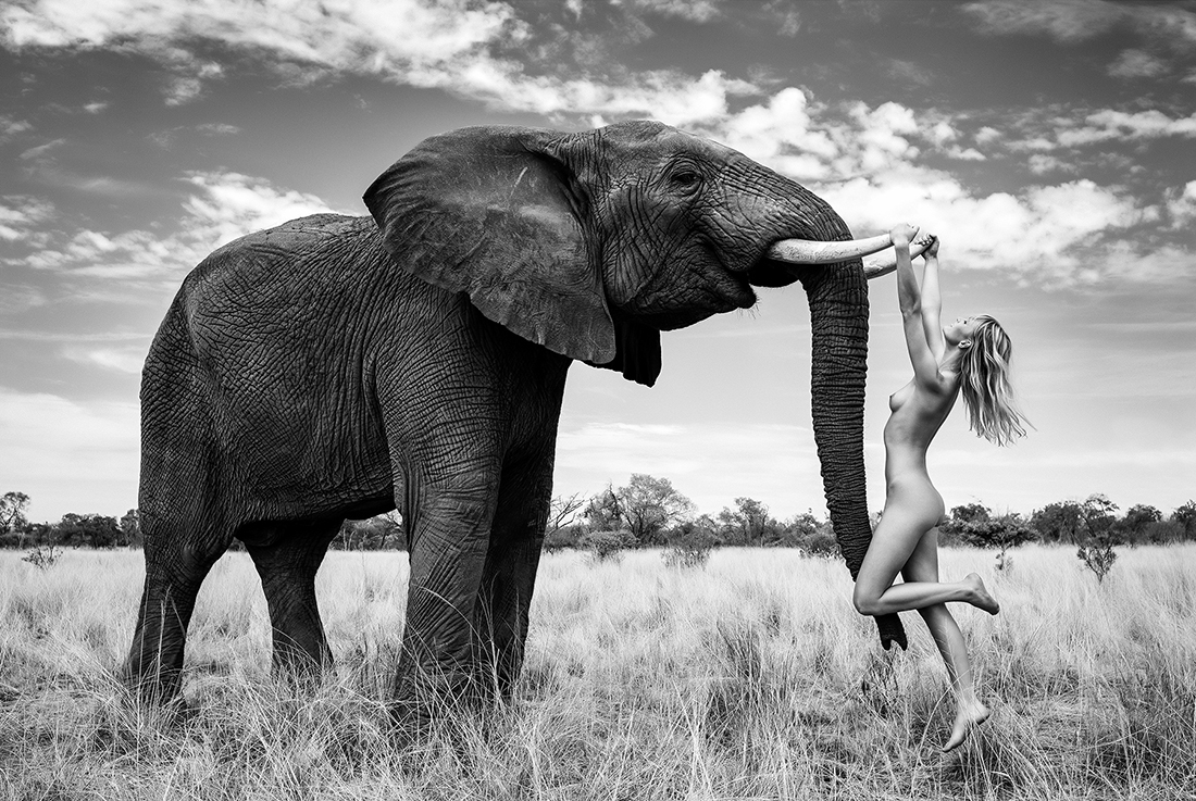 1100x737, 585 Kb / голая, слон, саванна, ч/б