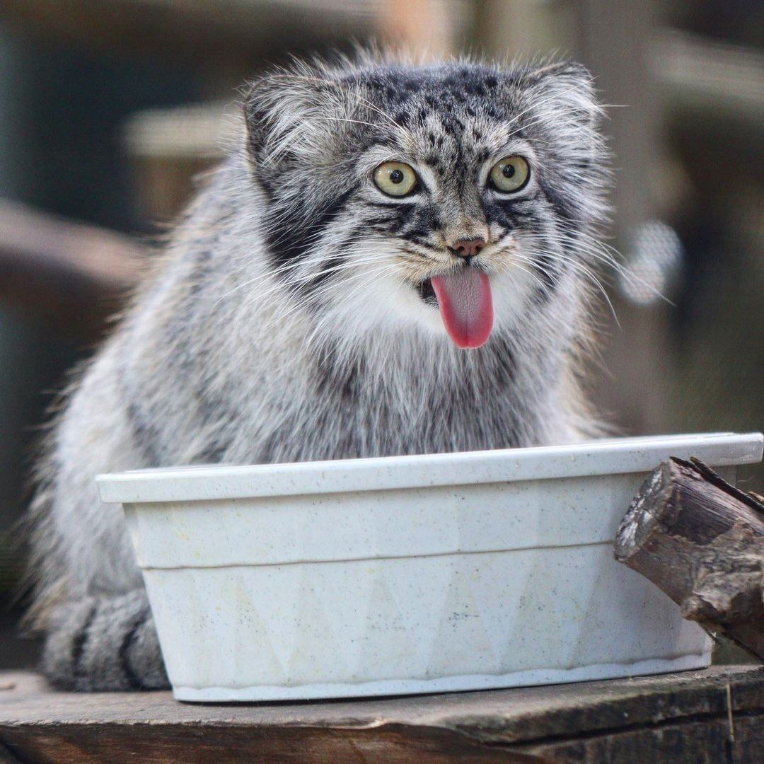 1080x1080, 203 Kb / манул, язык, миска