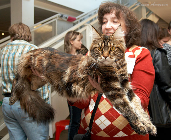 600x490, 91 Kb / кошка, выставка