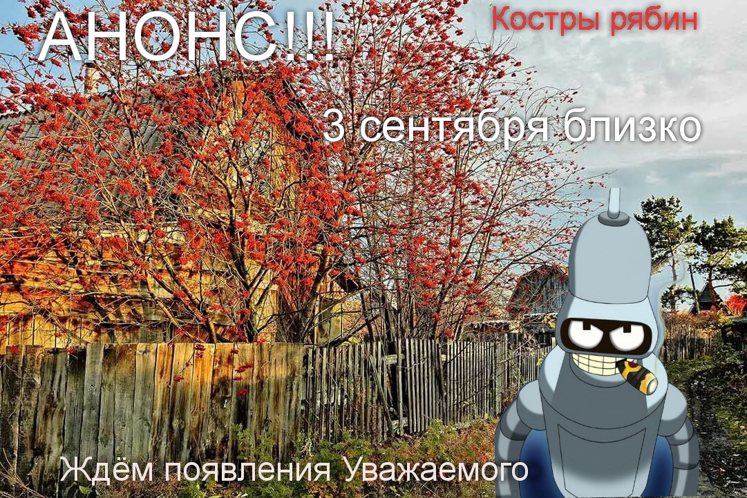1081x721, 463 Kb / mxx, осень, рябина