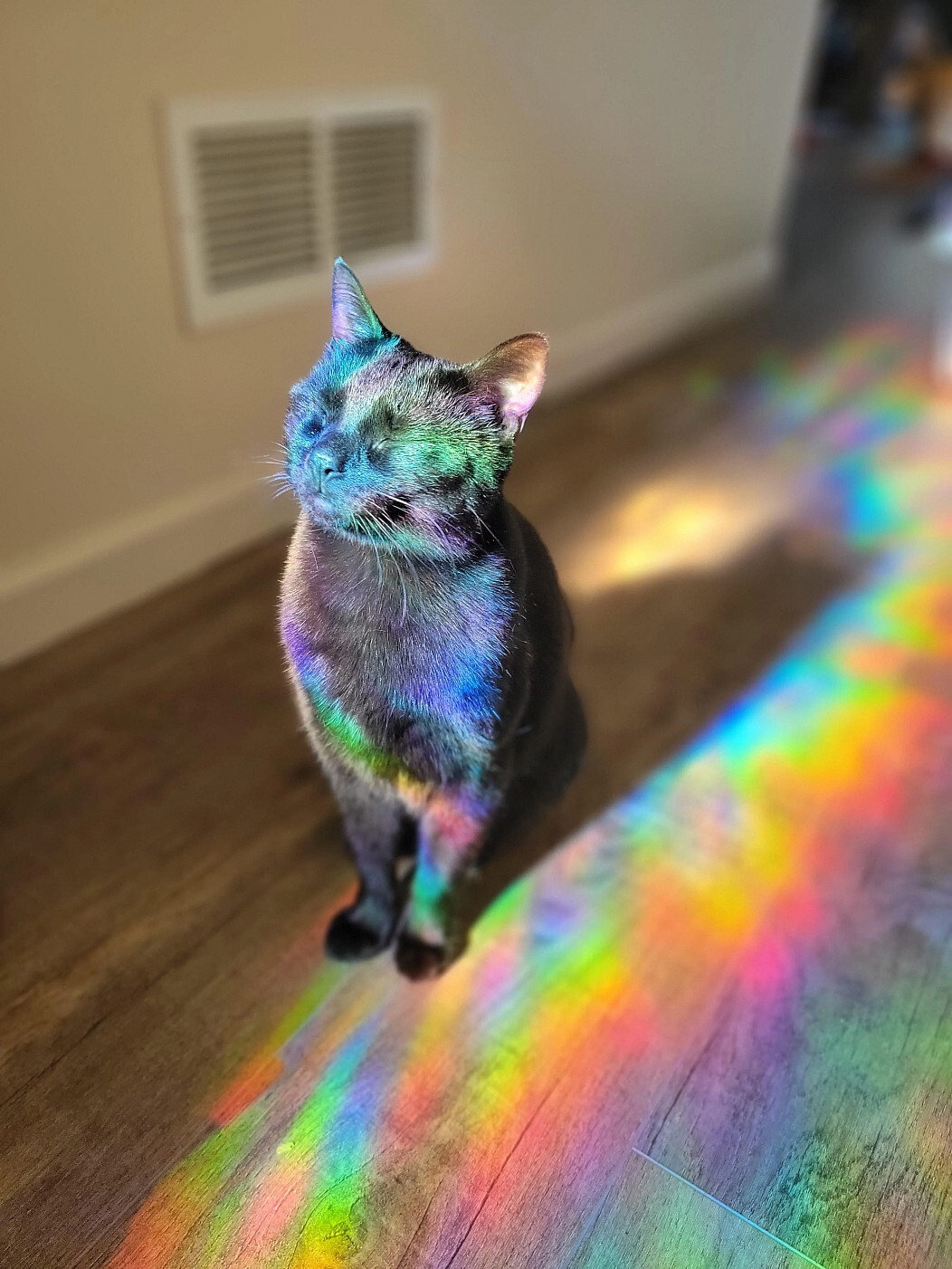 1052x1402, 334 Kb / кот, кошка, черный, спектр, радуга