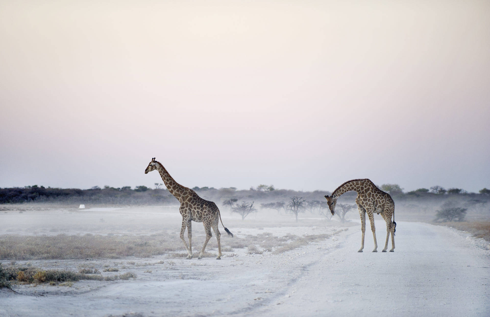 2000x1296, 173 Kb / жираф