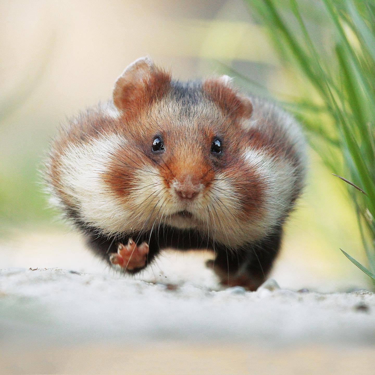 1440x1440, 233 Kb / хомяк