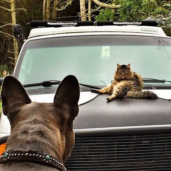 564x564, 78 Kb / Собака, кот, кошка, автомобиль, ошейник