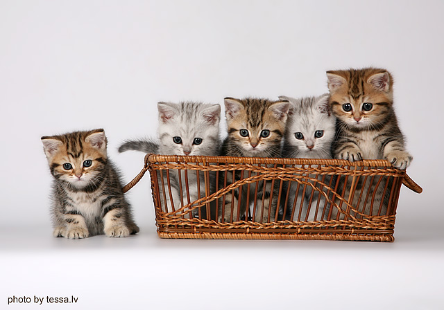 640x448, 125 Kb / котята, корзинка