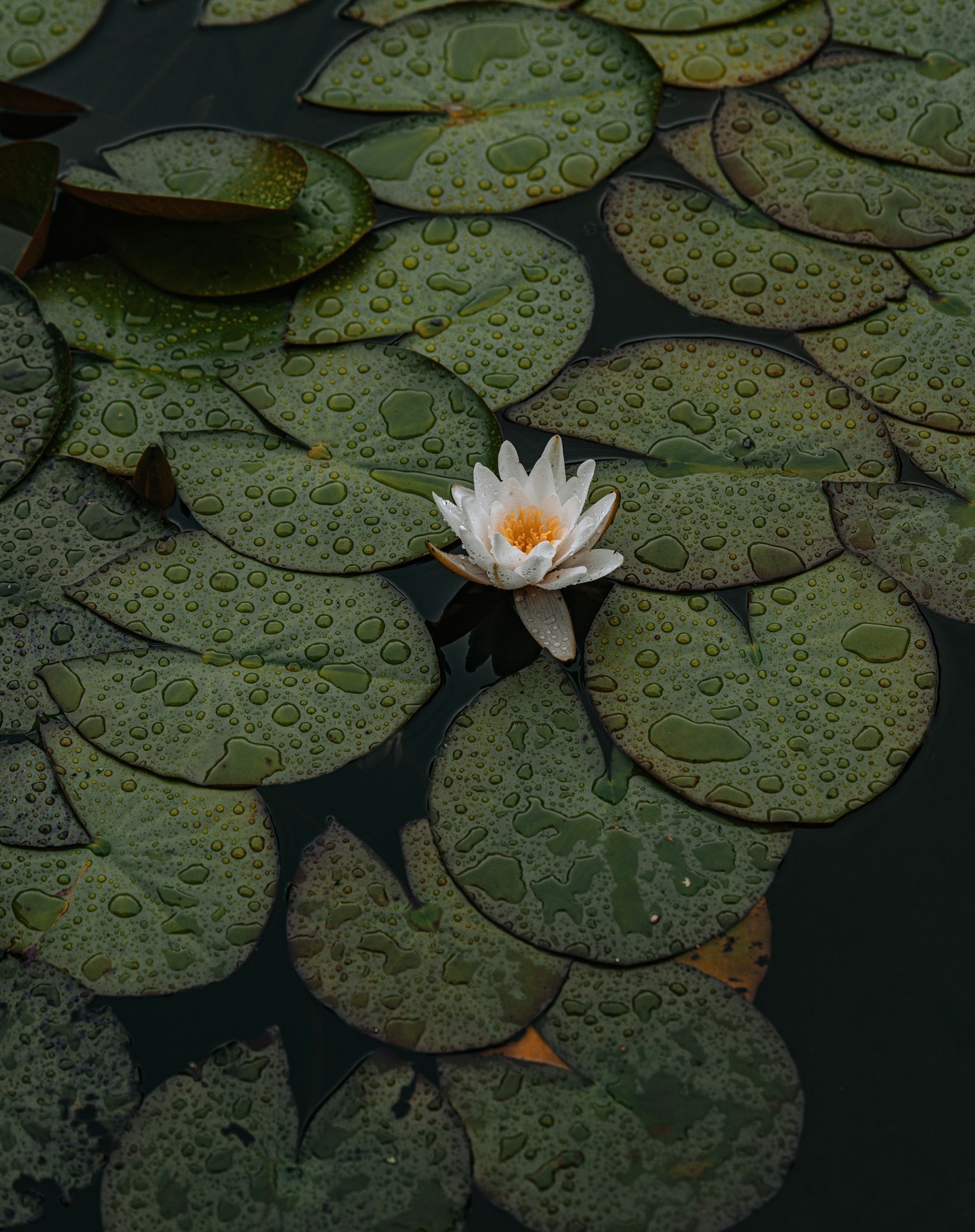 1440x1818, 582 Kb / Цветок, листья, вода, капли, кувшинка, водяная лилия