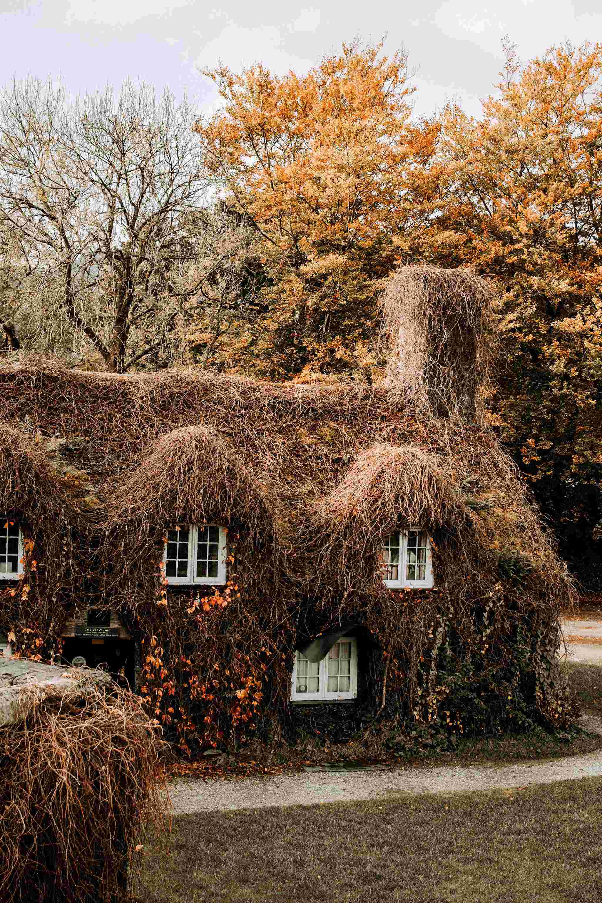 2048x3072, 487 Kb / Дом, заросли, вьюн