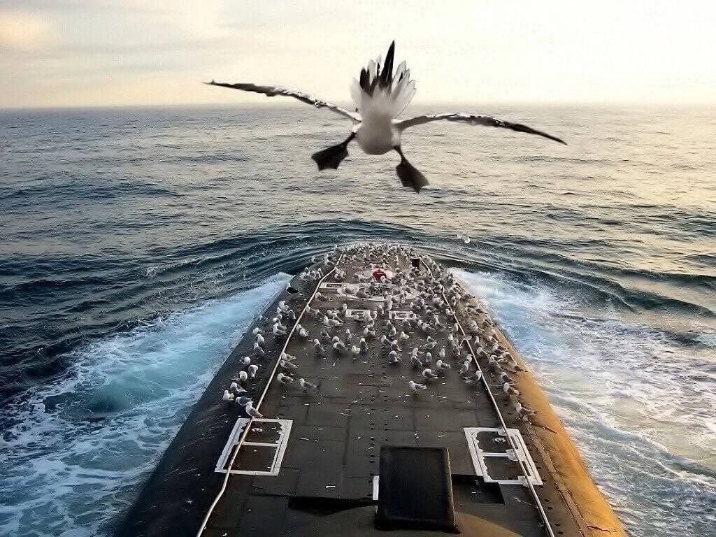 1024x768, 189 Kb / Вода, море, океан, корабль, птички, чайки, гуано, фотошоп