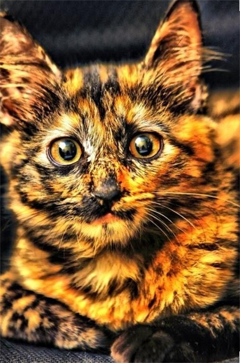 768x1158, 486 Kb / кот, кошка, окрас, черепаховый