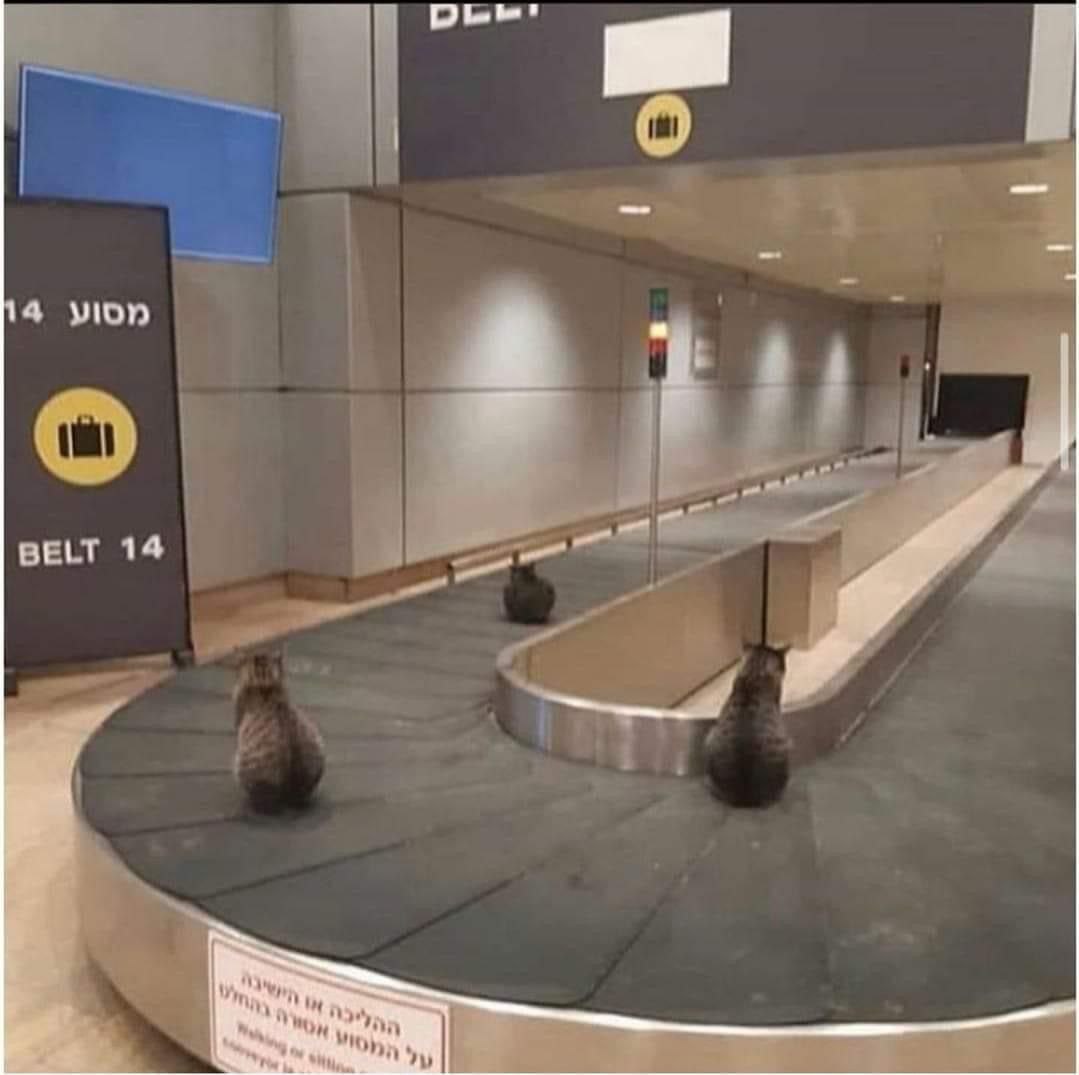 1079x1075, 73 Kb / Кот, кошка, аэропорт, конвейер, багаж